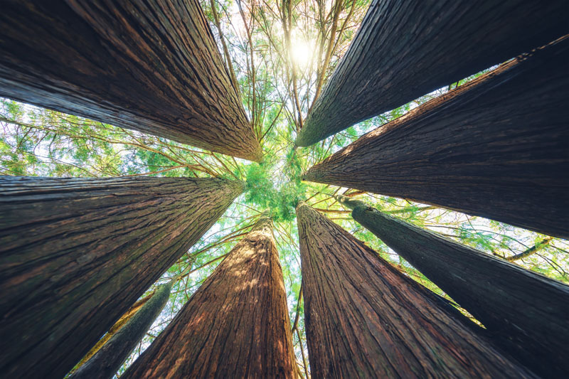 Trees in the forest