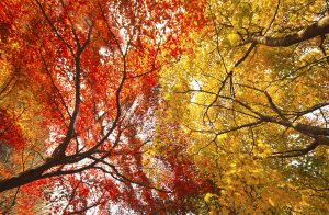 Low angle view of an autumn tree