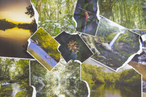 Conceptual art with several photographs of the Amazon rainforest torn and overlapped in a mosaic